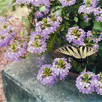 Terras & Balkonplant 2012 van het Jaar - Lobelia ~ Balkonplant van het jaar 2012 - Mandeville ~ Terrasplant van het jaar 2012 LEES MEER.... (DroomHome.nl) Terras & Balkonplant 2012 van het Jaar - Lobelia ~ Balkonplant van het jaar 2012 - Mandeville ~ Terrasplant van het jaar 2012 LEES MEER.... (DroomHome.nl)