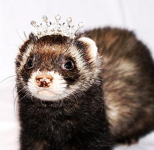 Bling Bling Gadget voor Huisdier: Diamant Tiara voor Fret DroomHome Exposities