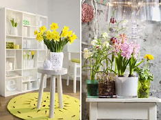 PlantenTrend 2011 Bloembol Op Pot Planten met Interieur Tips - Lees Meer Bloembollen (Foto IBC op DroomHome.nl)