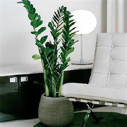 Grote Planten staan Geweldig in een Modern & Strak Interieur Moderne Plantenbakken LEES MEER... Grote Planten staan Geweldig in een Modern & Strak Interieur Moderne Plantenbakken LEES MEER...