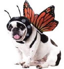 Halloween 2011: Nieuwste Trend Honden en Katten Halloween Kostuums! LEES MEER (Foto BuyCostumes op DroomHome.nl) Halloween 2011: Nieuwste Trend Honden en Katten Halloween Kostuums! LEES MEER (Foto BuyCostumes op DroomHome.nl)