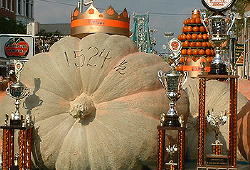 Halloween Pompoen Wedstrijd, Amerikaanse Eerste Plaats voor de Koning van de Pompoenen DroomHome.nl Halloween Pompoen Wedstrijd, Amerikaanse Eerste Plaats voor de Koning van de Pompoenen DroomHome.nl