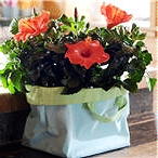 Kamerplant 2011 - Hibiscus plant met verschillende kleuren bloemen en plantverzorging tips (Foto BBH op DroomHome.nl) 