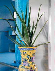 Kamerplant & Plant Aloe past Geweldig in een Modern Interieur. Deze Aloe Vetplant is Super Simpel in haar Plantenverzorging (Flowercouncil & DroomHome.nl)