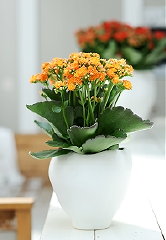 Plant van de Maand April 2012: Kalanchoe, Vetplant met Plantenverzorging Tips (Foto Kalanchoe BBH op DroomHome.nl)