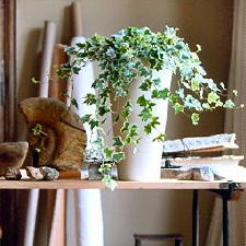 Woonplant Januari 2011 - Kamerplant Hedera (DroomHome.nl)