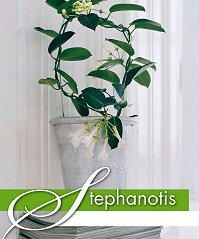 Stephanotis Kamerplant van de Maand Maart 2010, FlowerCouncil Stephanotis Kamerplant van de Maand Maart 2010, FlowerCouncil