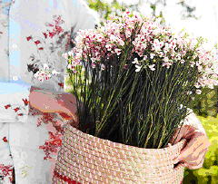 Terras & Balkon - Geurige Planten – Zoek eens een lekker luchtje voor op de tuintafel, zoals deze mooie roze brem LEES MEER... (Foto Colour Your Life op DroomHome.nl) Terras & Balkon - Geurige Planten – Zoek eens een lekker luchtje voor op de tuintafel, zoals deze mooie roze brem LEES MEER... (Foto Colour Your Life op DroomHome.nl)