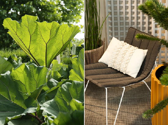 Tuintrend - Tuinontwerp Sobriety - Design Tuinstoel met Tuinplant Gunnera LEES MEER... (Foto ColourYourLife.nl op DroomHome.nl)