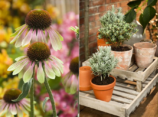 Tuintrend 2012 - Tuinontwerp Warm Embrace - Plantentafel met Kruiden & Plant Echina Purpurea Green Envy LEES MEER ... (Foto ColourYourLife.nl op DroomHome.nl) Tuintrend 2012 - Tuinontwerp Warm Embrace - Plantentafel met Kruiden & Plant Echina Purpurea Green Envy LEES MEER ... (Foto ColourYourLife.nl op DroomHome.nl)