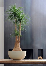 Woonplant van de Maand Januari 2012 : Plant Beaucarnea, ook wel Olifantspoot met Plantenverzorging Tips (Foto Flowercouncil  op DroomHome.nl)