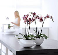 Woonplant Juni 2011 Phalaenopsis Orchidee met Plant Verzorging Tips (DroomHome.nl)