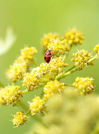 Zomer is Tuin Geluk - Natuur & Biodiversiteit en Plantenbescherming tegen Ongedierte LEES MEER... (Foto Colour Your Life op DroomHome.nl)