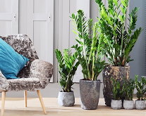 Interieur & Planten Trends! - Grote Planten in het Interieur & bij Welke Inrichting past Welke Plant? LEES MEER.. (Foto Bloemenbureau Holland op DroomHome.nl) Interieur & Planten Trends! - Grote Planten in het Interieur & bij Welke Inrichting past Welke Plant? LEES MEER.. (Foto Bloemenbureau Holland op DroomHome.nl)