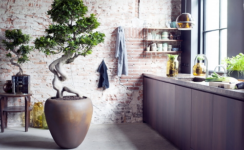 Planten Trends Grote Planten, Hippe Kamerplanten in het Interieur, Slaapkamer Planten & Badkamer en Keuken Kamerplanten Ideeën & Plantenverzorging in Plantenbakken - Balkon & Terrasplanten - Woonplant van de Maand LEES MEER... (Foto Bloemenbureau Holland op DroomHome.nl) Planten Trends Grote Planten, Hippe Kamerplanten in het Interieur, Slaapkamer Planten & Badkamer en Keuken Kamerplanten Ideeën & Plantenverzorging in Plantenbakken - Balkon & Terrasplanten - Woonplant van de Maand LEES MEER... (Foto Bloemenbureau Holland op DroomHome.nl)